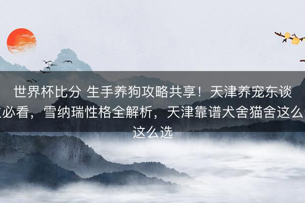 世界杯比分 生手养狗攻略共享！天津养宠东谈主必看，雪纳瑞性格全解析，天津靠谱犬舍猫舍这么选